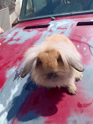 Cins: Uzun tüklü dekorativ dovşan (lop qulaqlı tip) Rəng: Açıq