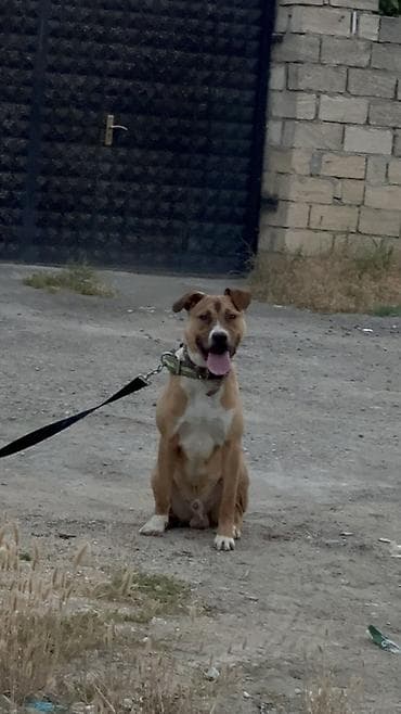pitbul erkek: Pitbul, 8 ay, Erkek, Ünvandan götürmə — 2