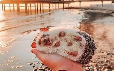 gemiriciler: Salam Kirpilermiz Artiq satisda. buyurub eleqe saxlia bilersiz — 4