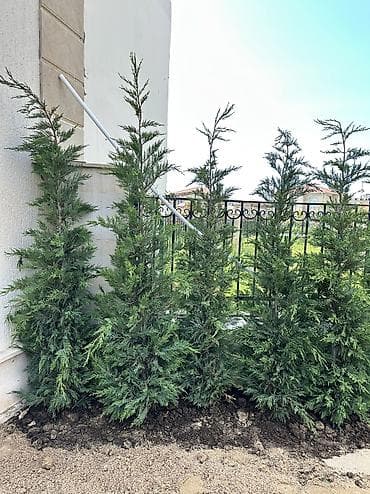 elde gul sekilleri: Leylandra 🌲 Qiymət: 45 AZN🏷️ Türkiyə istehsalıdır🇹🇷 Çatdırılma və — 3
