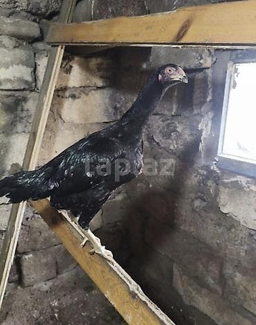 Toyuq cücələri, Damazlıq, Ünvandan götürmə