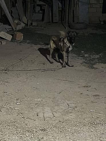 balaca ag itler: Kanqal, 5 ay, Dişi — 4