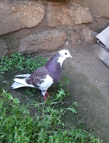 göyercinler: Agbaw erkey tutulmadi — 3