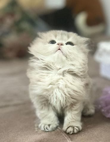 pişik tualeti: Britan — 6