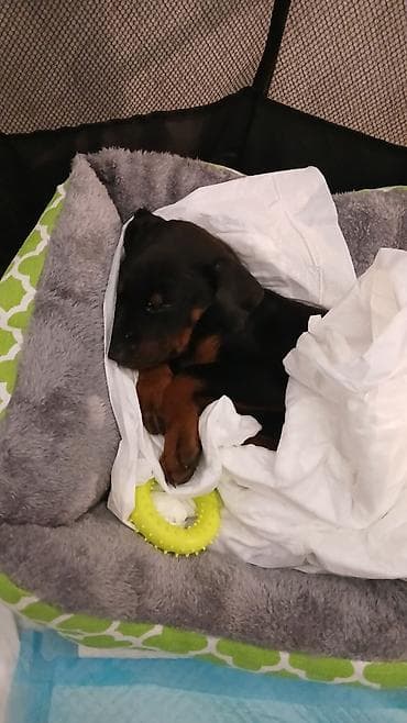 meymun heyvan: Doberman, 1 ay, Erkek — 5