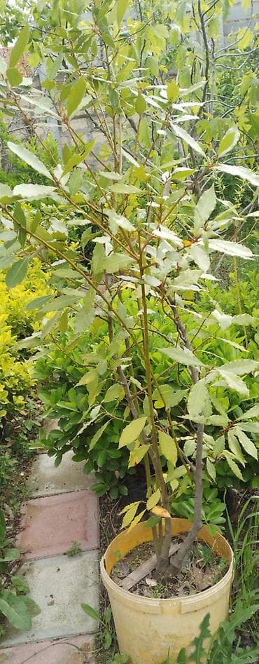 kol bitkiləri: Hemişe yaşıl ağaclar defne ağaclari endirilmi qiymetlerde Oksigenle — 1