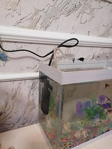 neon isiqlar: Balıqlar öldüyünden heves den düşüb satıram. İki aydı almışam — 2