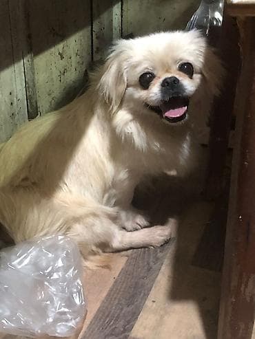 Pekines, 2 il, Erkek, Peyvəndli