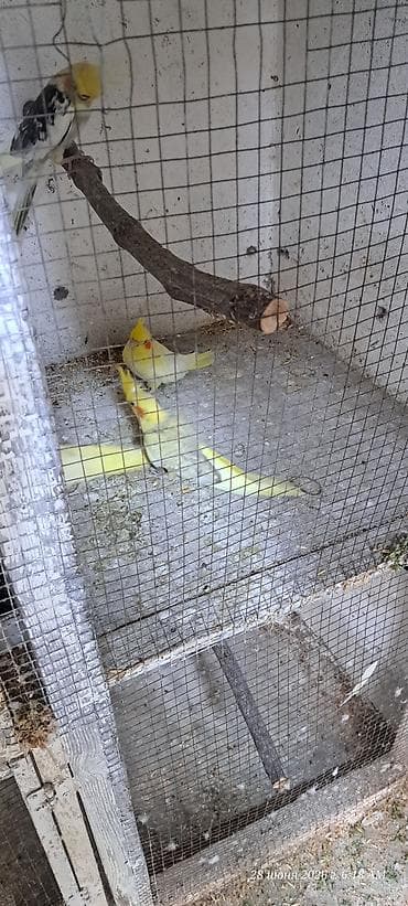 Tutuquşları: Məhsul: Nimfa tutuquşusu (Cockatiel) 3 bala satilir, 2 sari bir #sari — 8