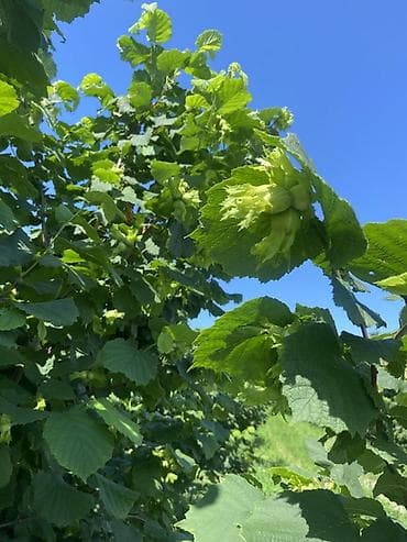 akvaryum bitkileri: Fındıq ağacları – məhsuldar sort - Bitki: Fındıq (Corylus avellana) - — 1