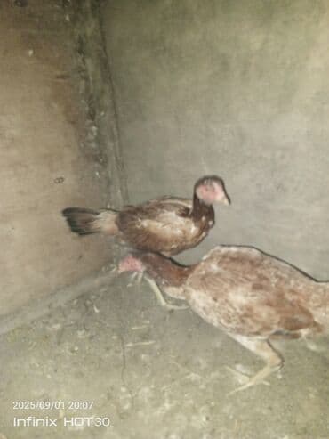 приют для кошек в баку: Super heyvanlardı cütü 80 manata deyilir real alan olsa endirim olar — 2