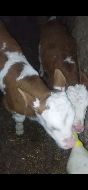 quzu qiymeti: Dana, buzov, Dişi, Simental, ay: 1, 35 kq, Südlük, Ünvandan götürmə — 5