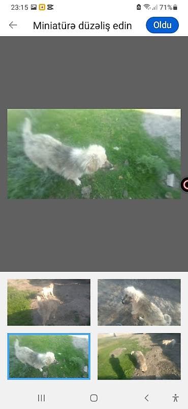 broyler yemi: 3 ay, Erkek — 7