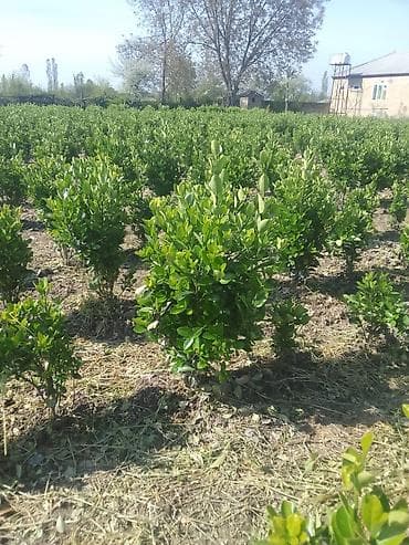 Landşaft üçün dekorativ həmişəyaşıl kollar - Thuja (piramidal — 3