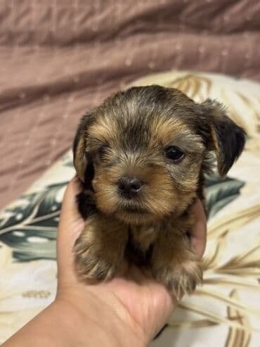 it yuvasi: Yorkşir teryer, 1 ay, Erkek, Sənədli — 2