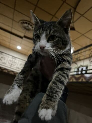 balakən heyvan satisi: Yaxşı əllərə — 2