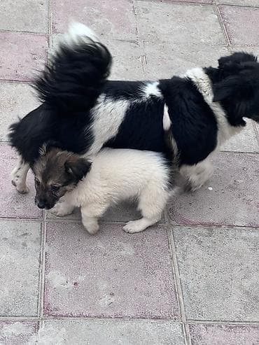 Zvonok, 3 ay, Dişi, Ünvandan götürmə lalafo.az -da Zvonok, 3 ay, Dişi, Ünvandan götürmə