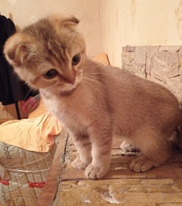 VAZ (LADA): Qızıl şinşilla, Erkək, Yaxşı əllərə, Ödənişli çatdırılma — 4