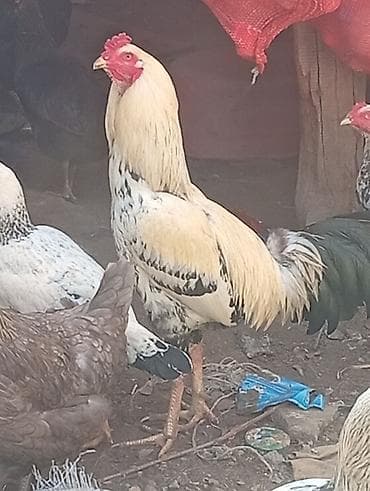 Satılır: heyratı xoruz - Cins tipi: Salam heyratı xoruz, satılır