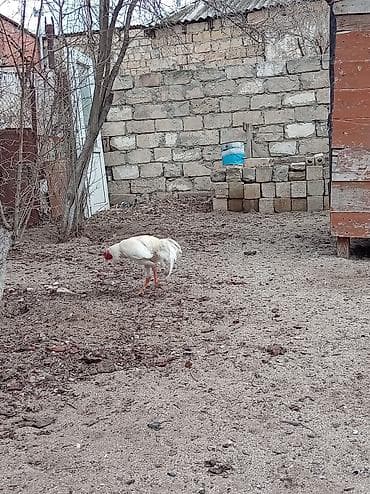 Гуси: Ağ rəngli xoruz – yerli həyətyanı təsərrüfatda yetişdirilib — 3