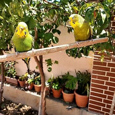 Tutuquşları: 🦜 Erkək və Dişi Cüt Dalğalı Tutuquşuları 🦜 Həyətdə belə uçub — 10