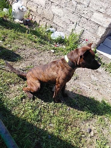 pitbul satışı: 11 ayliqdi tecili satilir — 2