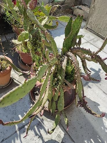 otaq bitkileri: Məhsul: Saksi içində müxtəlif kaktuslar - Növlər: Opuntia (nopal — 6