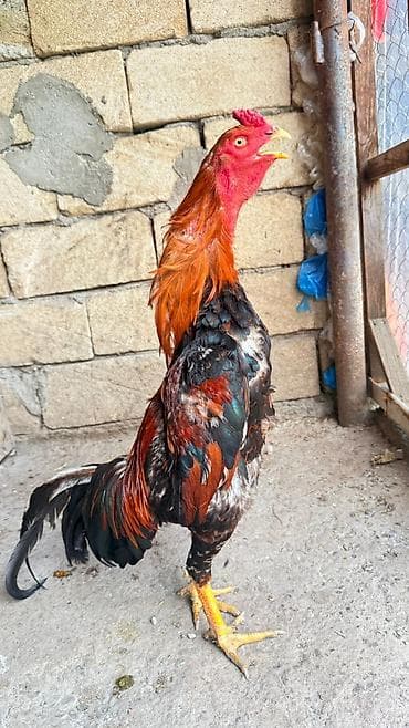 heyvanlara verilən xüsusi adlar: Toyuq, Damazlıq — 2