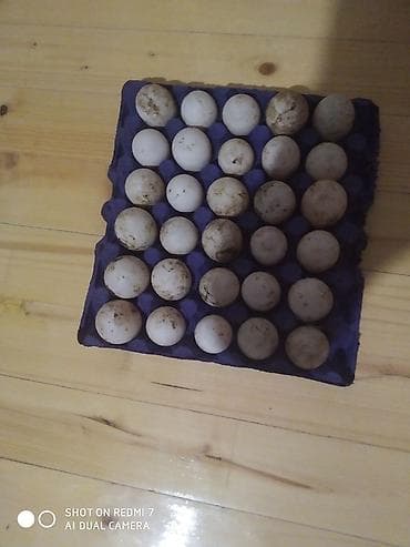 doner eti: Məhsul:super saxlamalı serbirist cucələrdir.2 ay yarimligdir qiyməti — 6