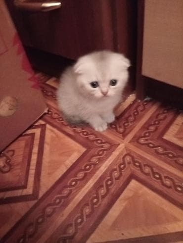 bala dovşan: Şinşilla, Dişi — 4