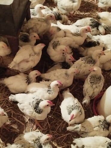 bala itlerin satisi: Toyuq cücələri, Ətlik — 3