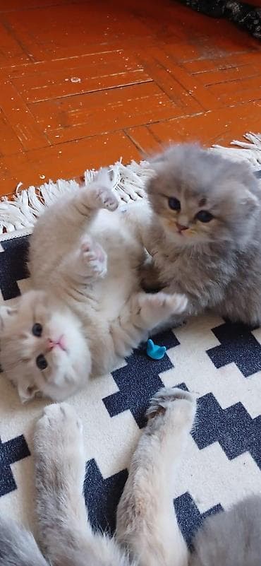 balaca cucə: Britan — 2