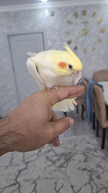 katibə quşu: Salam. 1 ay 10 gunluk karella balasi. Tam saglam. Oz qusumun balasidi — 8
