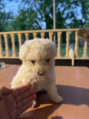 maltipoo f1: British qısa tüklü balaca pişik və ağ, qıvrım tüklü balaca it balası — 5