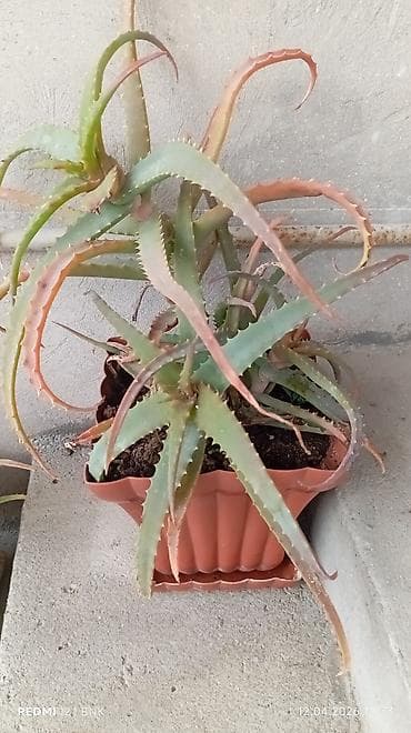 Aloe (sukkulent) – dekorativ və baxımı asan otaq bitkisi - Növ: Aloe