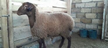 saanen keçi̇ satisi azerbaycanda: Togluların biri 8aylıq biri 6 aylıqdı damazlıga yararlıdır qiymetleri — 3