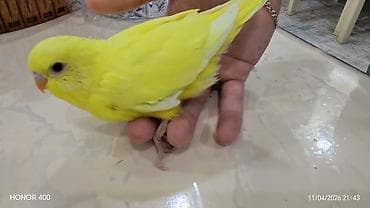 popugay: Tutuquşu ələ öyrətmək üçün balalardir.Sari quş qirmizigöz — 4