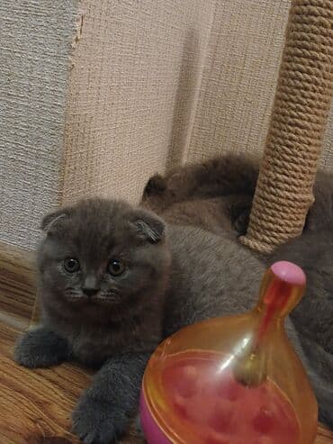 pişiklər bala: Şotland — 4