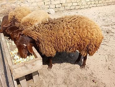 qara ag quyruq: Erkək, Qala, il: 1, Damazlıq, Ünvandan götürmə — 6