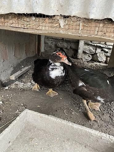 quzu satisi: Erkək, | Lal ördək, Damazlıq — 2