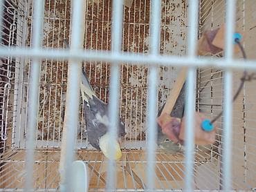 www.toyuq ve cuce yem qablari: Nimfa (cockatiel) cütlüyü 0507335513 whatsapp - Növ: Nimfa — 4
