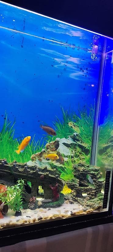 betta balığı: Tam komplekt akvarium sistemi - Şüşə akvarium: düz bucaq formalı — 6