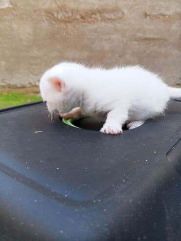 cins pişiklər: Ağ rəngli balaca pişik balaları - Cinsə bənzər xüsusiyyətlər — 2