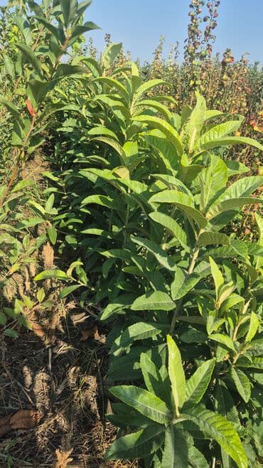 ucuz seyf qapilar: ​🌿 SAQİ TİNGÇİLİK: Bağınıza Həyat Verin! 🌿 ​Tərtər keyfiyyəti bütün — 4