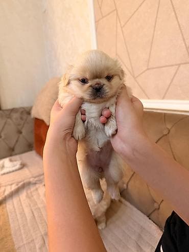 ev itleri per page 40: Pekines — 5