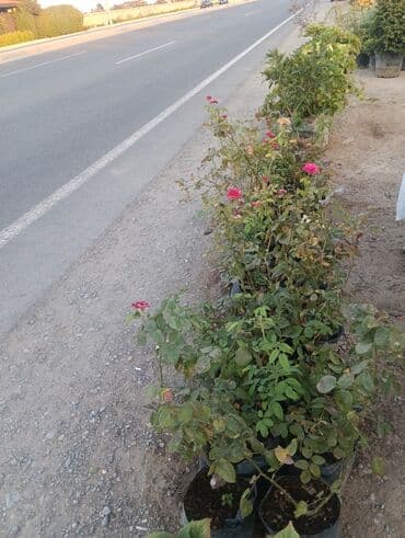 jasmin agaci: Agaclar satilir — 5