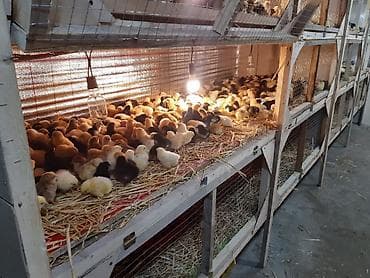 Toyuq cücələri, Ətlik lalafo.az -da Toyuq cücələri, Ətlik