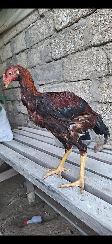 etlik: Cüt satılır.80azn.0552740964vp — 1