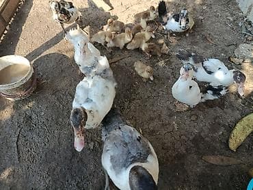 bala ordek: Salam Lal ördek balaları satılır 10 eded balaca 7 eded boyuk bırdenede — 8