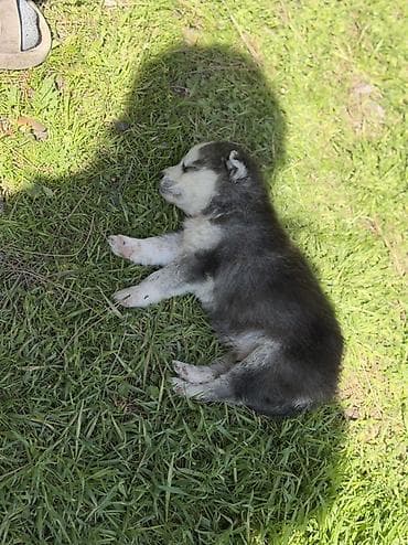 xaski gence: Xaski, 2 ay, Erkek, Peyvəndli — 1